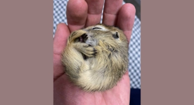 Anadolu yer sincabı, koruma altına alındı