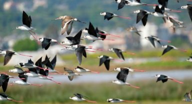 Antalya kuş türlerinden 327'si tehdit altında