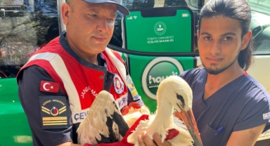 Antalya sıcağı leyleği de vurdu