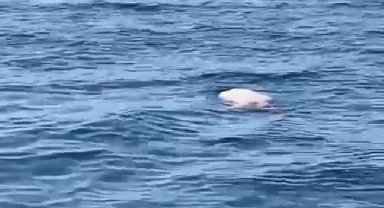 Antalya'da denizde yabancı uyruklu erkek cesedi bulundu