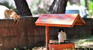 Can dostlar için bir kap su çağrısı