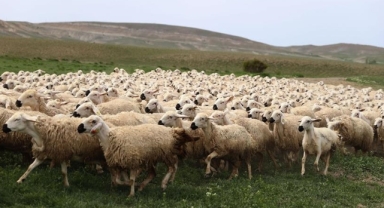 Bayramda satılan küçükbaş sayısı belli oldu