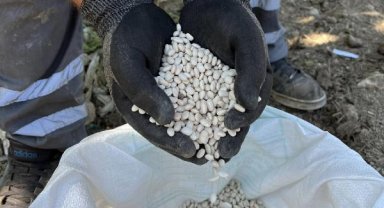 Çandır fasulyesi çiftçiye kazandıracak