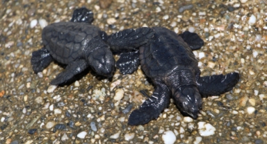 Caretta caretta yavrularını yemek istedi