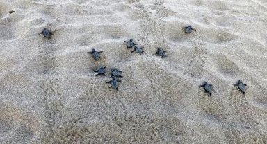 Caretta carettaların ilk buluşmaası