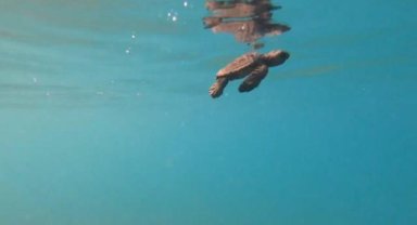 'Dişi kaplumbağalar çiftleşecek erkek bulamayacak'