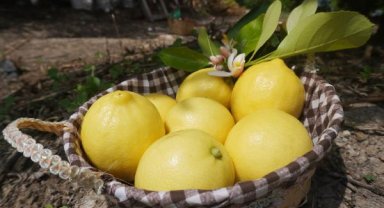 Finike'nin limon ve narı Nuh'un Ambarı Listesi'nde