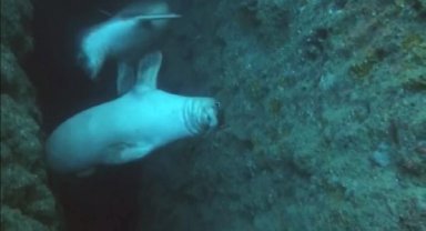 Fok yuvasına tekne turu tehdidi