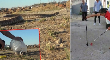 Gıda kokusunu alan yılanlar eve giriyor 