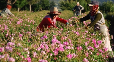 Gülden 75 milyon dolarlık ihracat