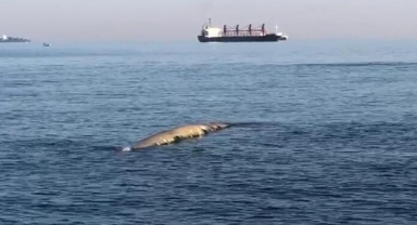 İskenderun'da balina heycanı 