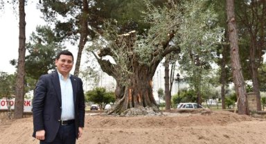 Kepez caddelerine 30 bin zeytin ağacı dikiliyor