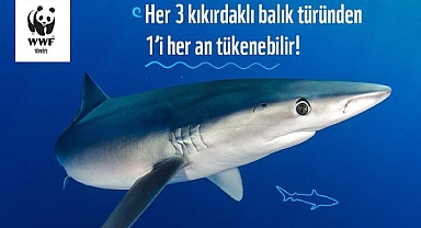 Kıkırdaklı balıkların 3'te 1'inin nesli tehdit altında