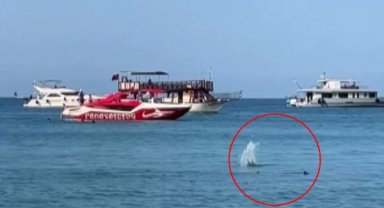 Köpek balığı sanılarak taşlandı, nesli tükenmekte olan tür çıktı