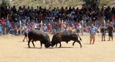 Kumluca'da boğa güreşi