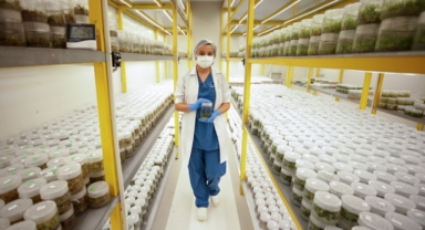 Laboratuvurda ‘yerli ve milli’ fidan