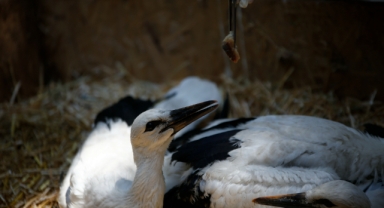 ‘Leylek Kreşi’ üç  yavruya yuva oldu