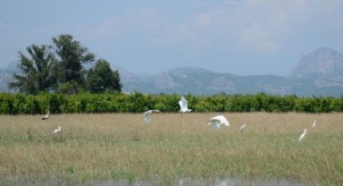 Leylekler tarlada beslenirken görüntülendi