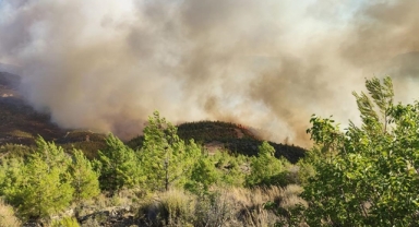 Mersin'de orman yangını