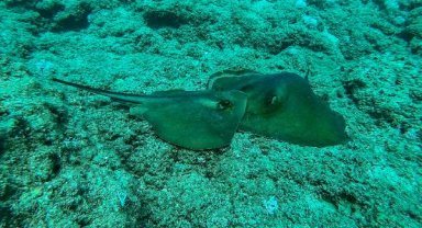 Nesli tehlike altındaki vatozlar, üreme için Antalya kıyılarında