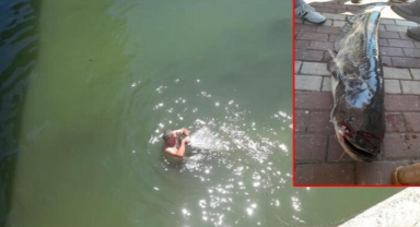 Oltaya takılan 20 kiloluk balığı nehre atlayıp çıkardı