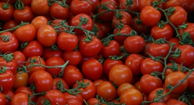 Rusya, Türkiye'den domates ithalat kotasını arttırdı