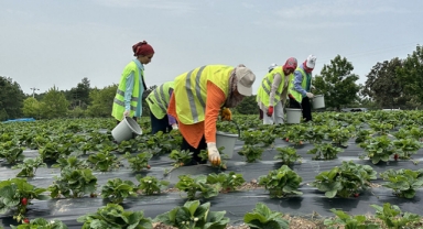 Sakarya çileğinde hasat başladı