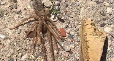 Sarıkız örümceği tedirginliği
