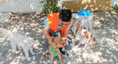 Şiddete maruz kalan köpek sahiplendirildi