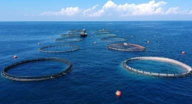 Su ürünleri ihracatta, geçen yıla göre arttı