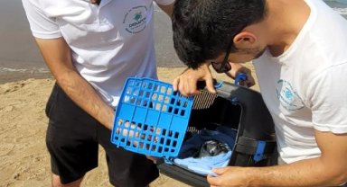 Tedavisi yapılan martı doğaya salındı