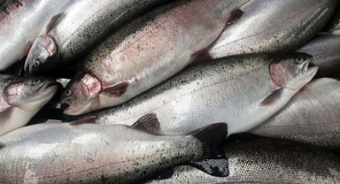 Türk somonu ihracatı katlanarak artıyor