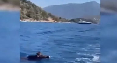 Yaban domuzu, Bodrum tatilinde 