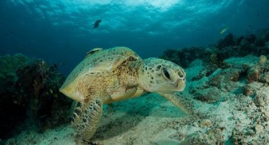 BU HAYVANLARA DOKUNAN YANDI!