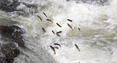 Yavru inci kefalleri göle dönemiyor