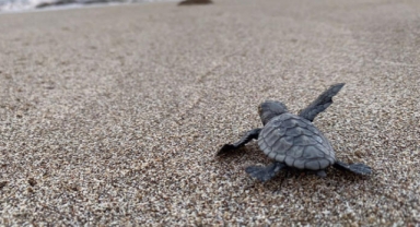  4 günde ikinci kez deniz kaplumbağası kurtardı