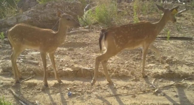 Alageyik ile yavrusu fotokapanda
