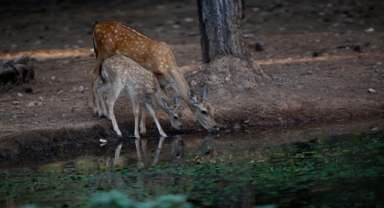 Alageyik ve yavruları su içerken görüntülendi