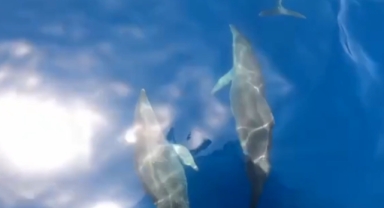 Alanya'da yunuslardan turistlere sürpriz gösteri