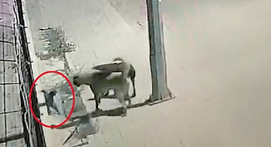 Başıboş köpekler ev kedisini boğdu