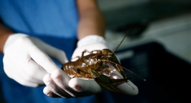 Antalya’dan 15 ülkeye Kerevit