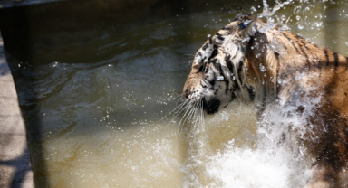 Aslan parkı sakinleri için 