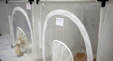 Asya kaplan sivrisineği yayılmaya devam ediyor 