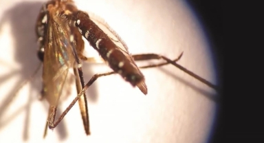 Asya kaplan sivrisineğine karşı yeni öneri