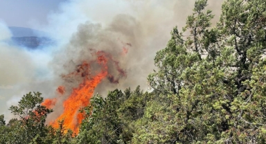Bolu'da orman yangını