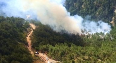 Bolu'da orman yangını