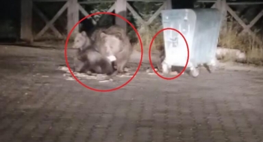 Çöpten beslenirken görüntülendiler