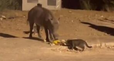 Domuz ve kedi birlikte yedi