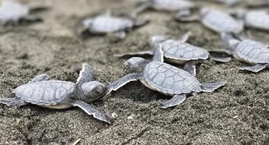 Geçen yıl 665 bin 696 deniz kaplumbağası, Türkiye sahillerinde denize kavuştu
