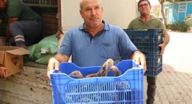 Hindi ile çekirge mücadelesi sürüyor